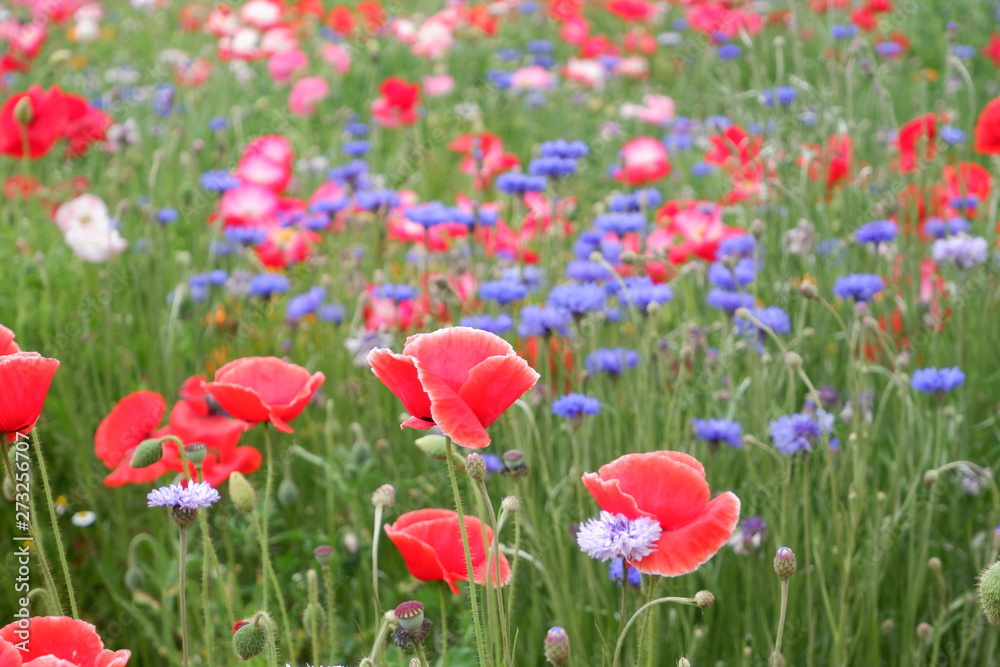 Fototapeta premium field of red poppies