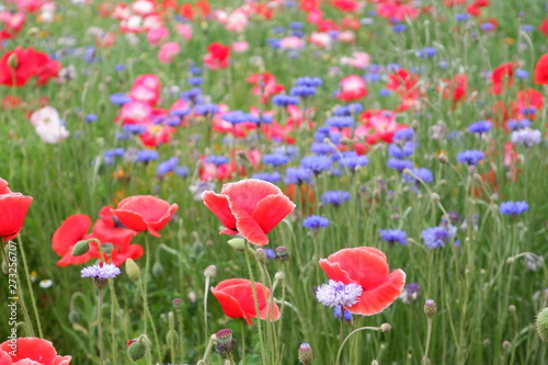 field of red poppies