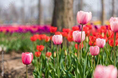 field of tulips