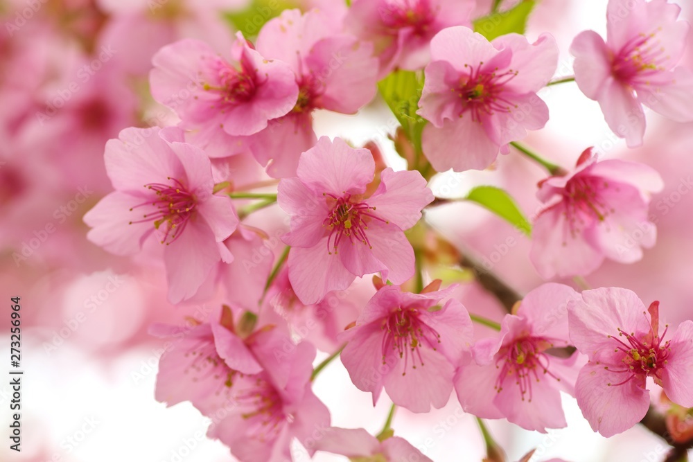 Fototapeta premium Kawazu cherry blossoms : full blooming