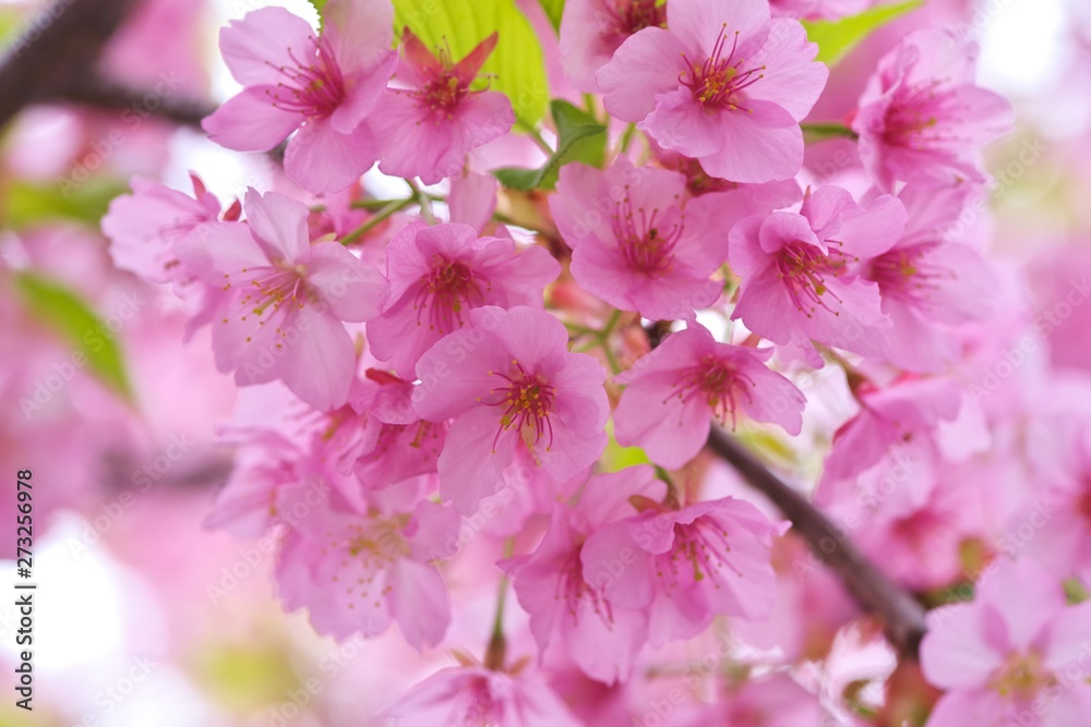 Kawazu cherry blossoms : full blooming