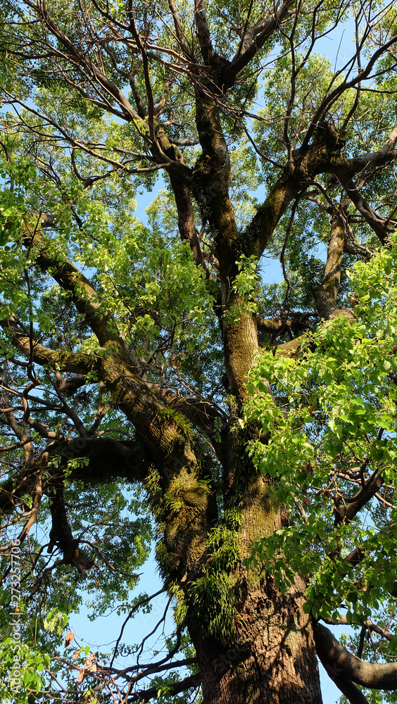 Tall and big tree with stretching branches and green leaves. Tall and big tree with stretching branches and green leaves.