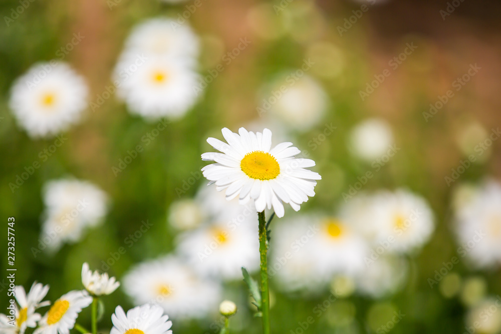 Flowers, flowers chrysanthemum, Chrysanthemum wallpaper Flowers, flowers chrysanthemum, Chrysanthemum wallpaper