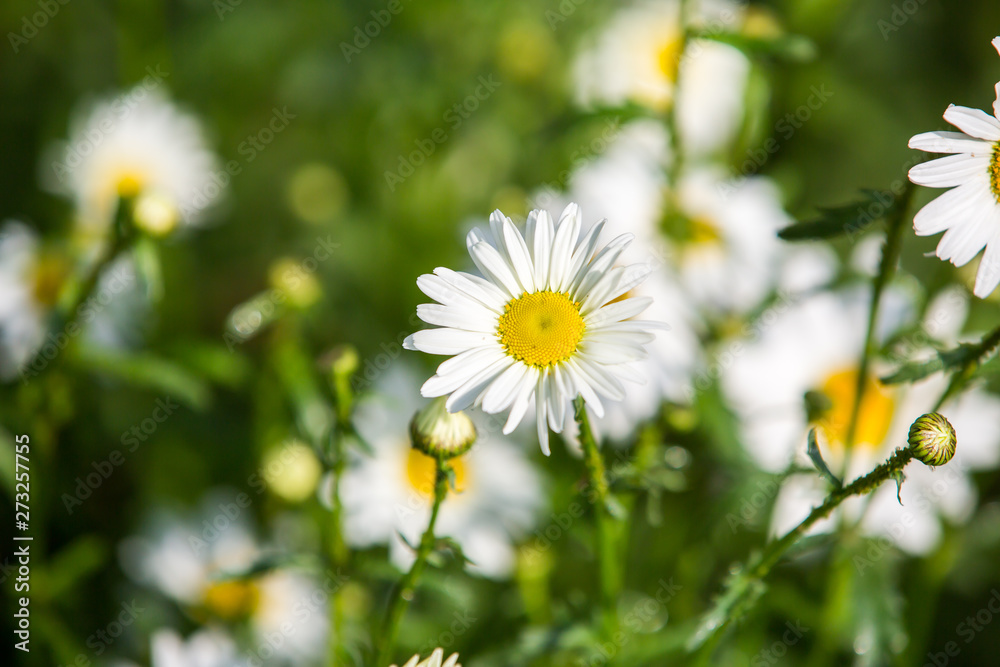 Flowers, flowers chrysanthemum, Chrysanthemum wallpaper Flowers, flowers chrysanthemum, Chrysanthemum wallpaper
