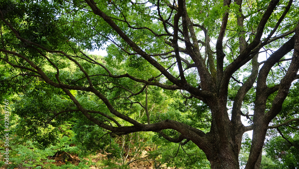 Tall and big tree with stretching branches and green leaves. Tall and big tree with stretching branches and green leaves.