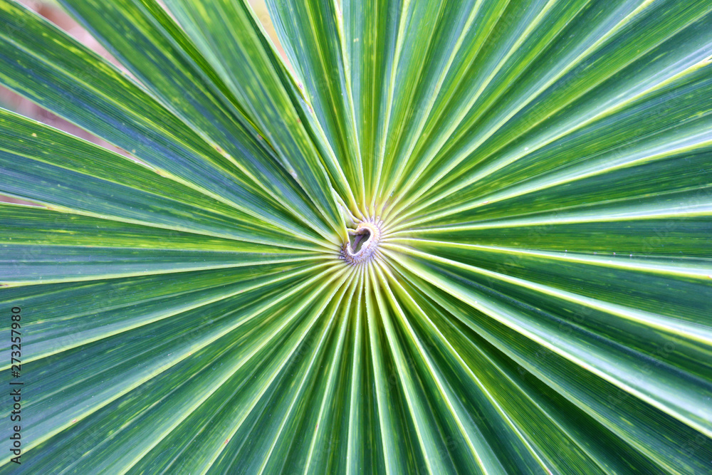 Obraz premium Background of palm leaves.
