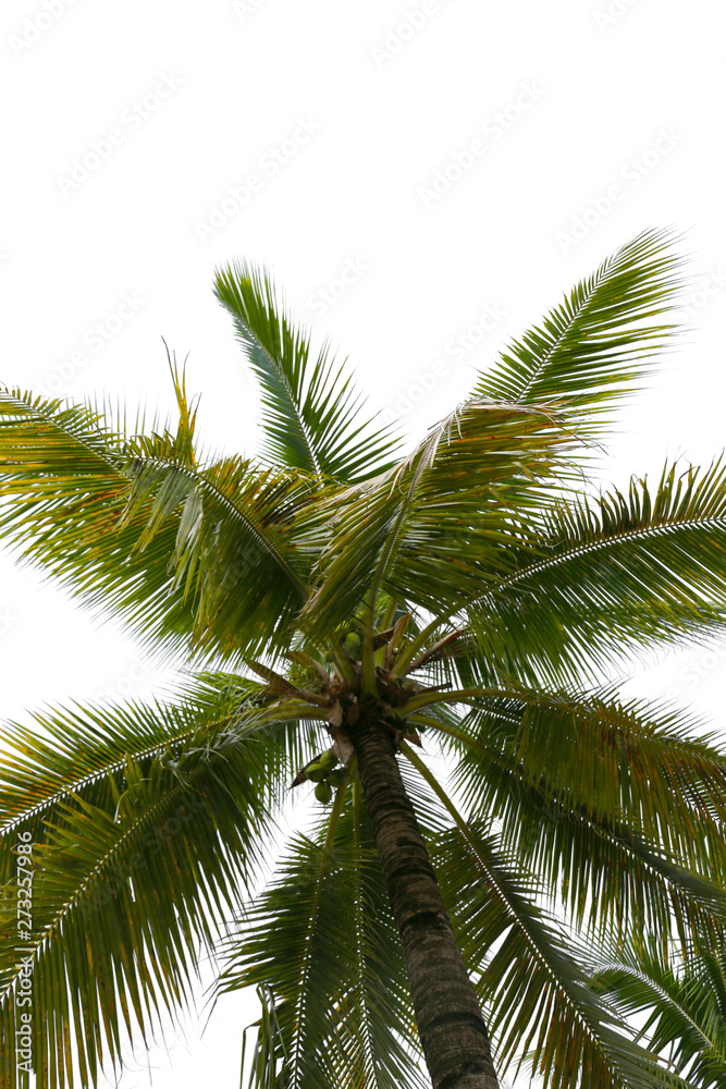 Coconut trees isolated on a white background. Coconut trees isolated on a white background.