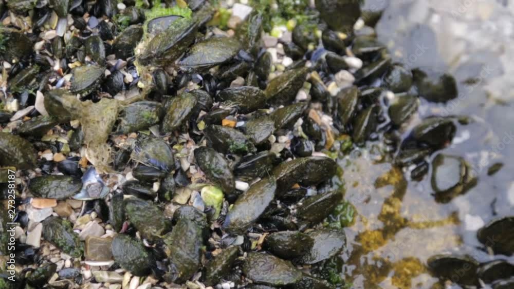 Production and production of shellfish in Montenegro. Mussels in the wild on the seabed. Production and production of shellfish in Montenegro. Mussels in the wild on the seabed.