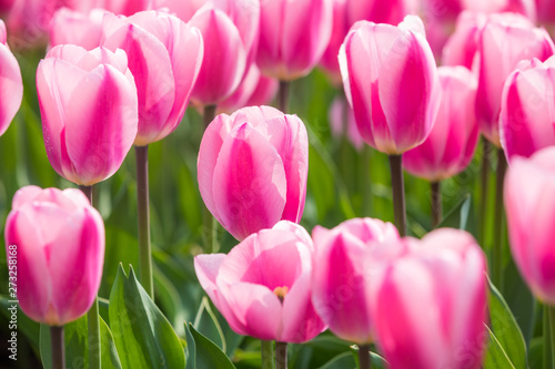 colorful tulip in park © MyCreative