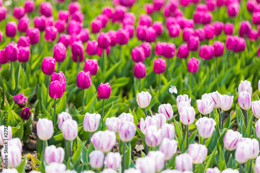 Fototapeta premium colorful tulip in park