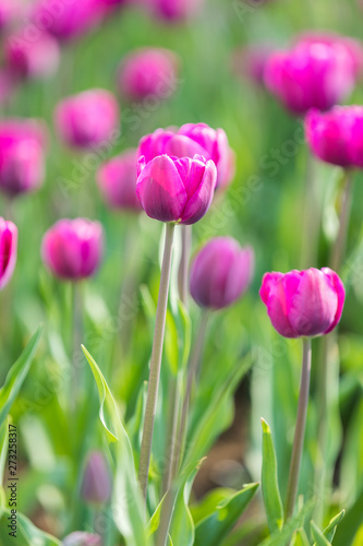 colorful tulip in park