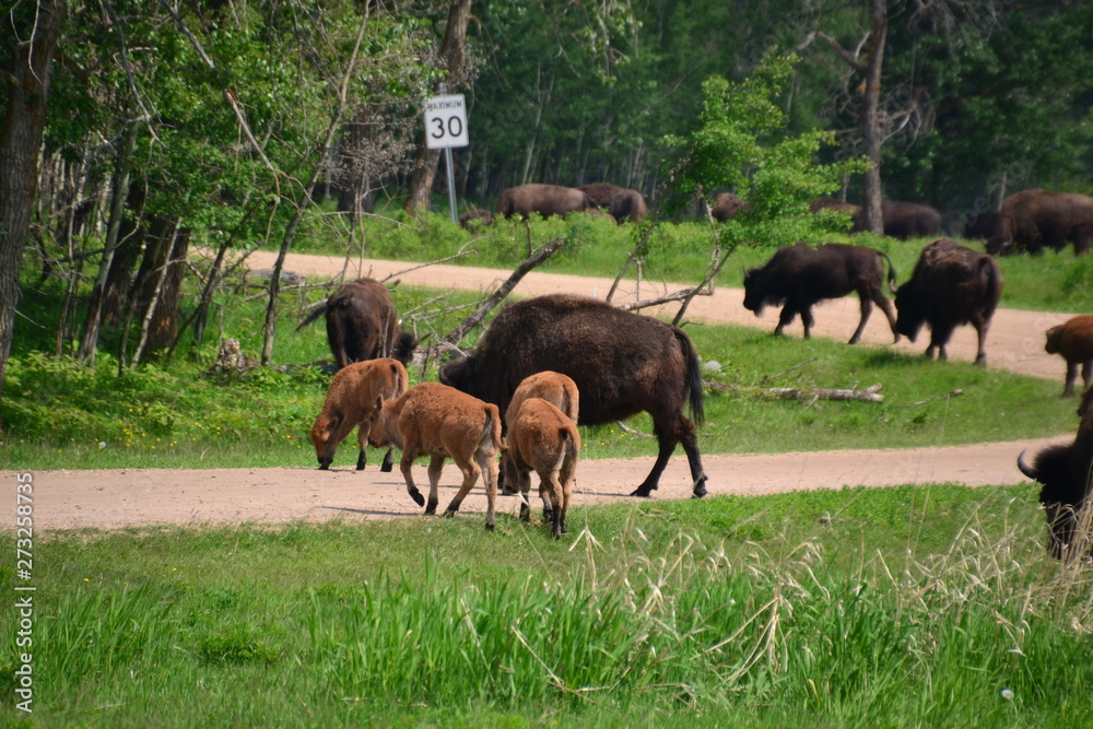 Fototapeta premium Plains Bison and Calfs