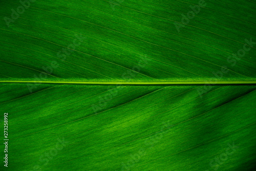 Green leaf texture background, Leaf cell structure occurs naturally. Close-up.
