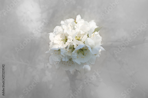 white flower on blurred background