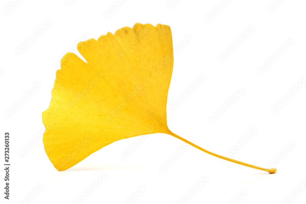 Naklejka premium Yellowginkgo leaf on white background