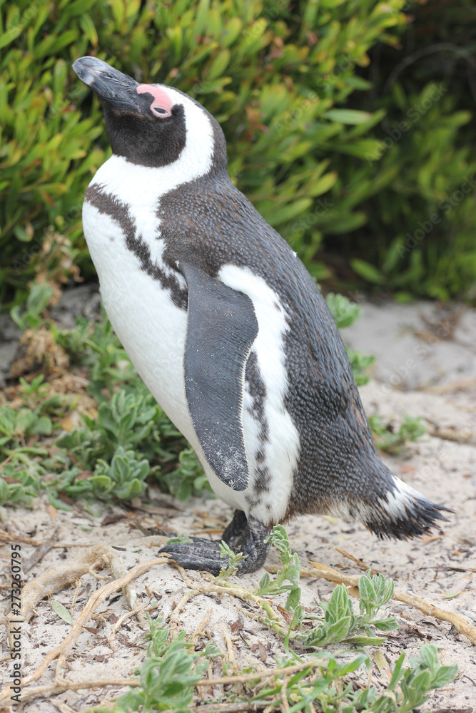 Obraz premium African penguin in Cape Town, South Africa