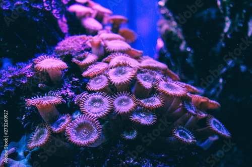 Fototapeta Naklejka Na Ścianę i Meble -  Pink Coral reef. An underwater landscape with colorful reef in the coral sea.Branch Coral. Great Barrier Reef. top view, copy space.A beautiful and healthy coral reef grows.