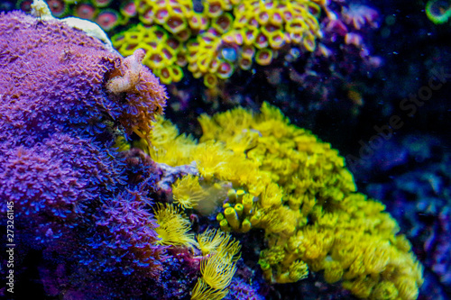Corals in a marine aquarium. Coral Barrier Reef.underwater coral reef landscape .