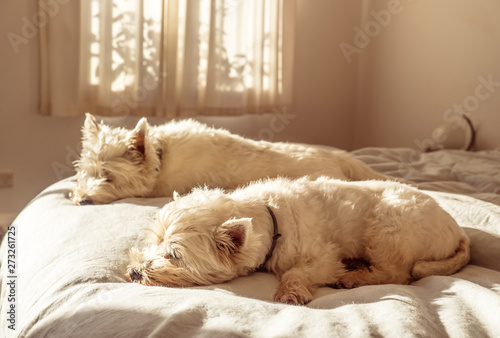 Sticker Weekend sleep in for two lazy west highland white terrier westie dogs on bed in