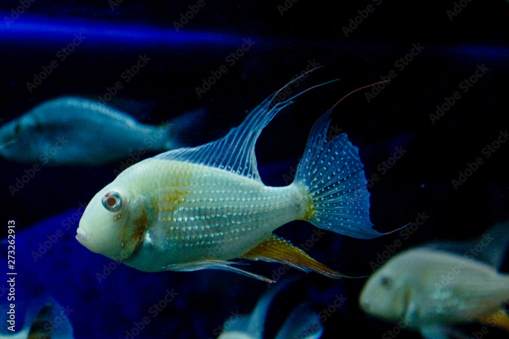 Tropical colorful fishes swimming in aquarium with plants.Tropical fishes and corals.Copy space.