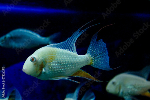 Tropical colorful fishes swimming in aquarium with plants.Tropical fishes and corals.Copy space.