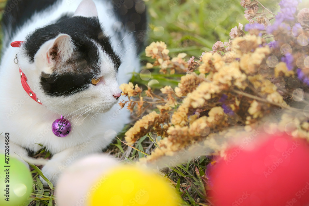 Obraz premium Cats are playing on green grass playground happily with cute and funny actions