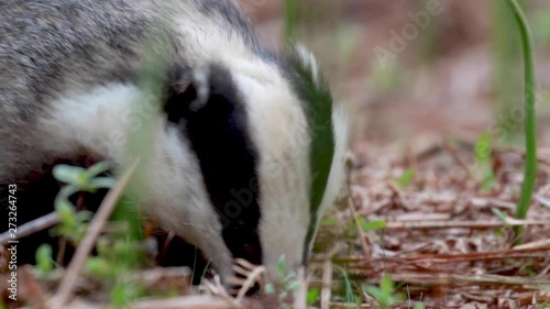 badger, meles meles, feeding wide and near amongst the bracken forest floor on a sunny warm spring evening in Scotland.