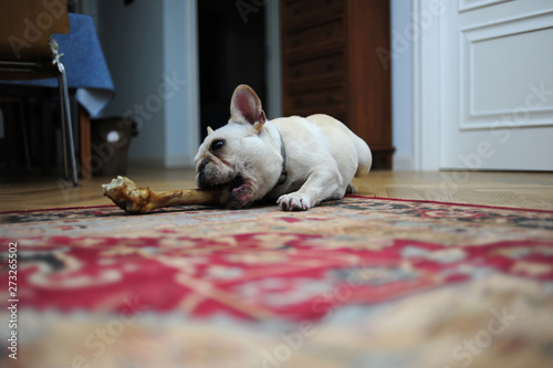A lovely French bulldog is eating bones