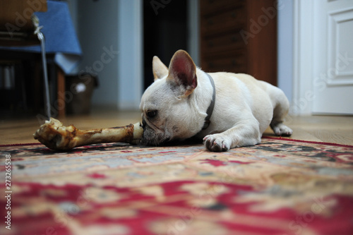A lovely French bulldog is eating bones