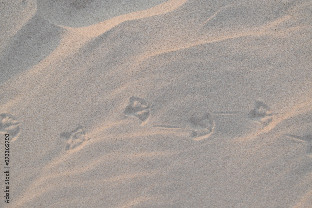 Obraz premium Pisadas