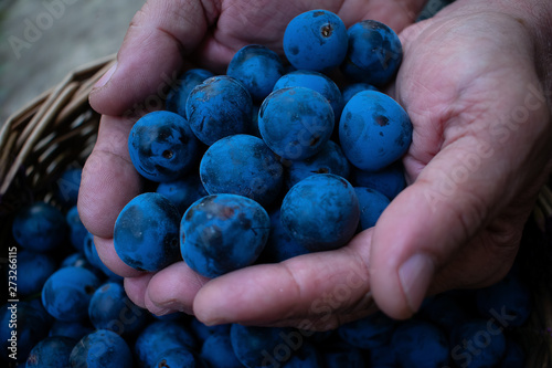 Sloe berries in the hands