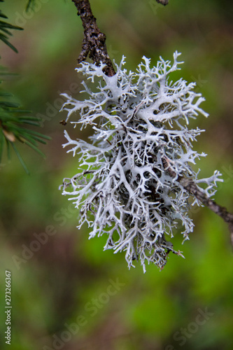 Blue moss on a tree branch. Iceland moss, moss moss. Lichen of the genus Kladonia 2.