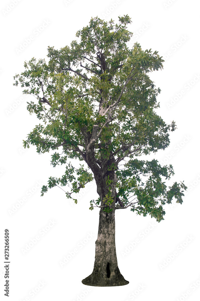 Tree on white scene  with clipping path.