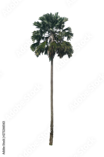 Palm tree on white scene with clipping path. © Siriporn