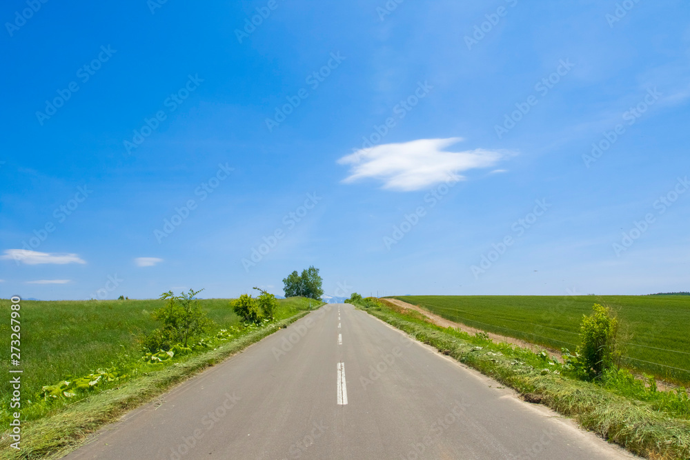 Fototapeta premium 日本 北海道 絶景の道 シンプル背景