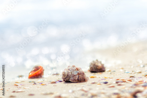 Romantic composition of seashells on the background of the sea