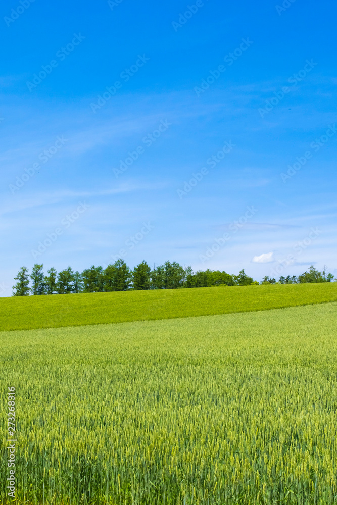 Obraz premium 日本の絶景 草原と青空テクスチャ