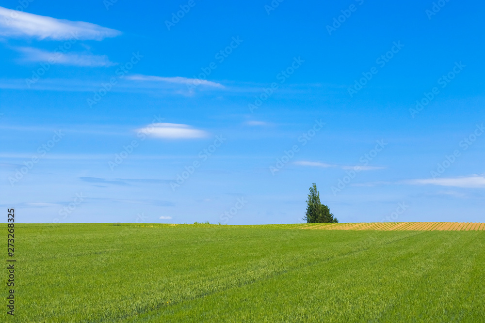 Fototapeta premium 日本の絶景 草原と青空テクスチャ