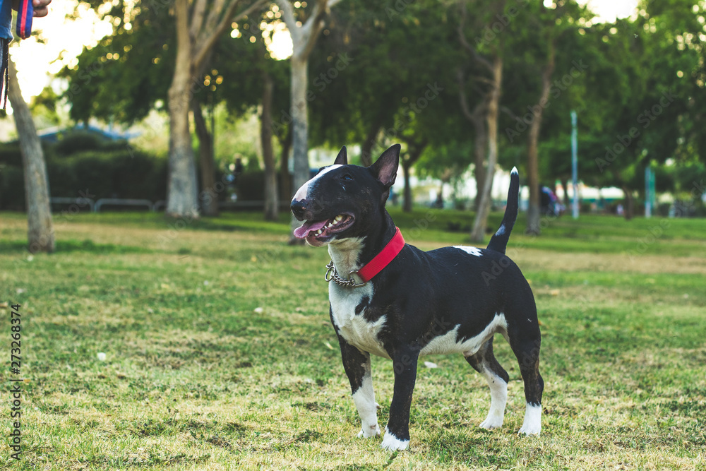 bull terrier adorable photogenic domestic dog portrait in open air green park outdoor natural space for walking with pets