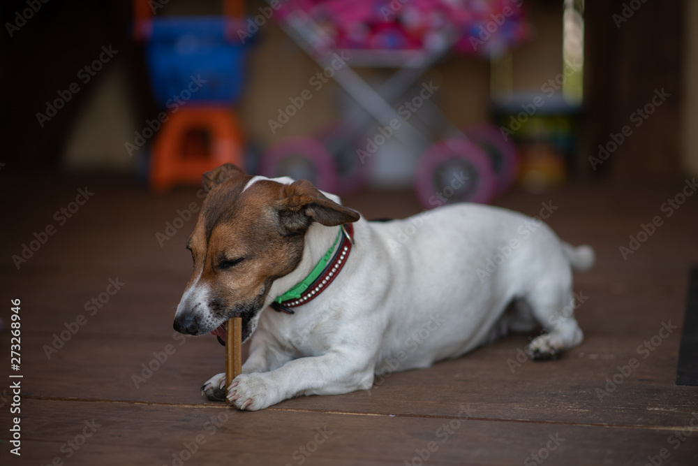 a small dog nibbles a bone lying on the floor