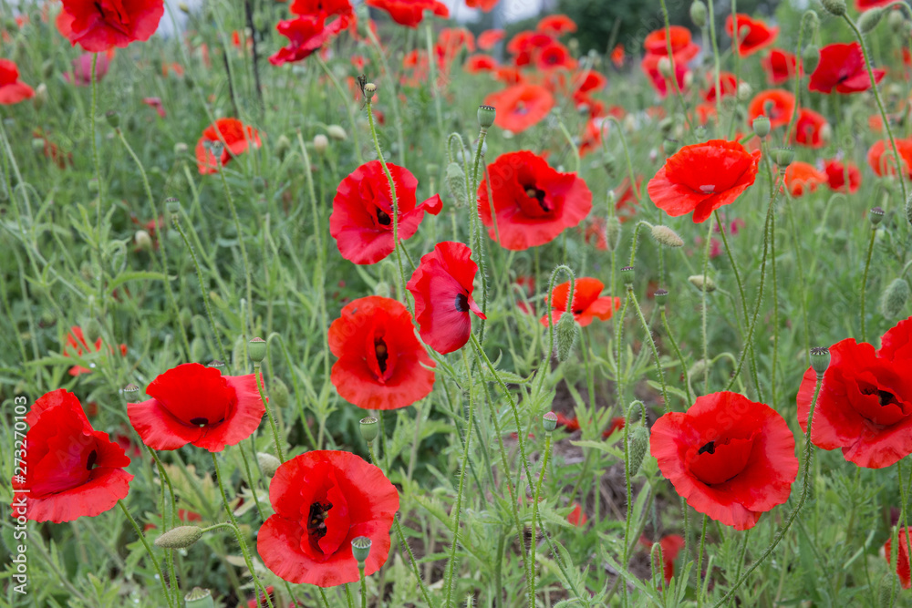 City Cesis, Latvian republic. Red poppy field and green nature. Travel photo 14. Jun. 2019 City Cesis, Latvian republic. Red poppy field and green nature. Travel photo 14. Jun. 2019