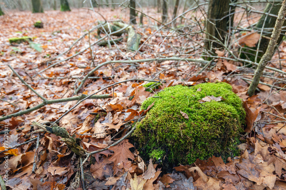 Fototapeta premium Moss-covered tree stump among fallen oak leaves.