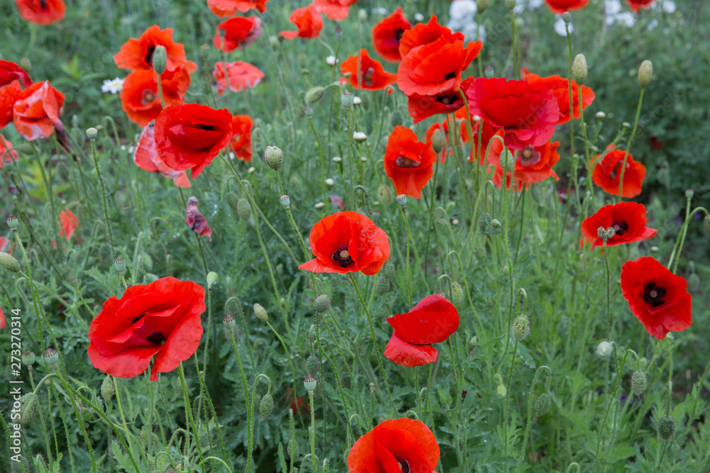 City Cesis, Latvian republic. Red poppy field and green nature. Travel photo 14. Jun. 2019 City Cesis, Latvian republic. Red poppy field and green nature. Travel photo 14. Jun. 2019