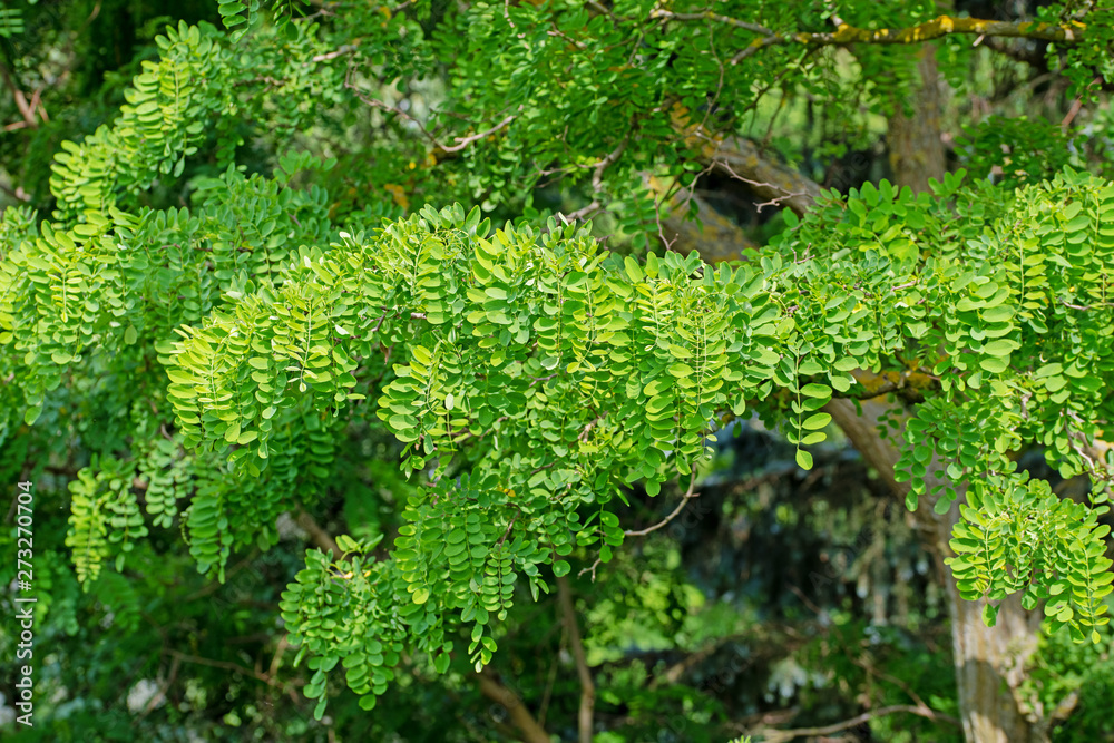 Gewöhnliche Robinie, Robinia pseudoacacia Gewöhnliche Robinie, Robinia pseudoacacia