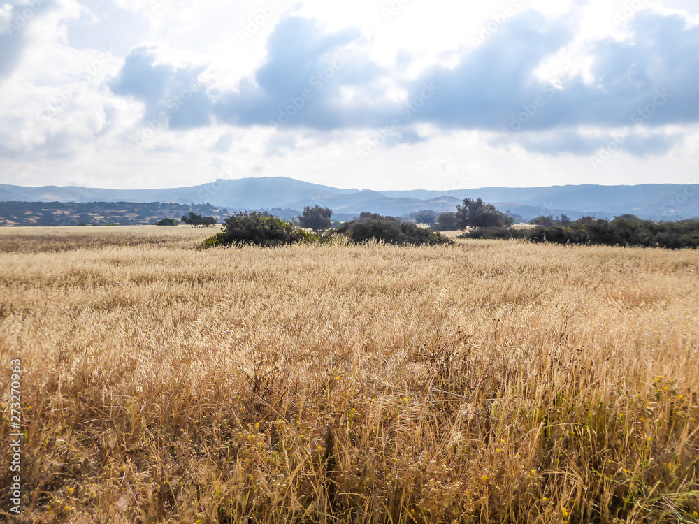 An idyllic view of a dried grass and grains fields in Cyprus. Grass has a golden color.In the back some smaller mountains are visible. Great overcast, spreading all over the sky.