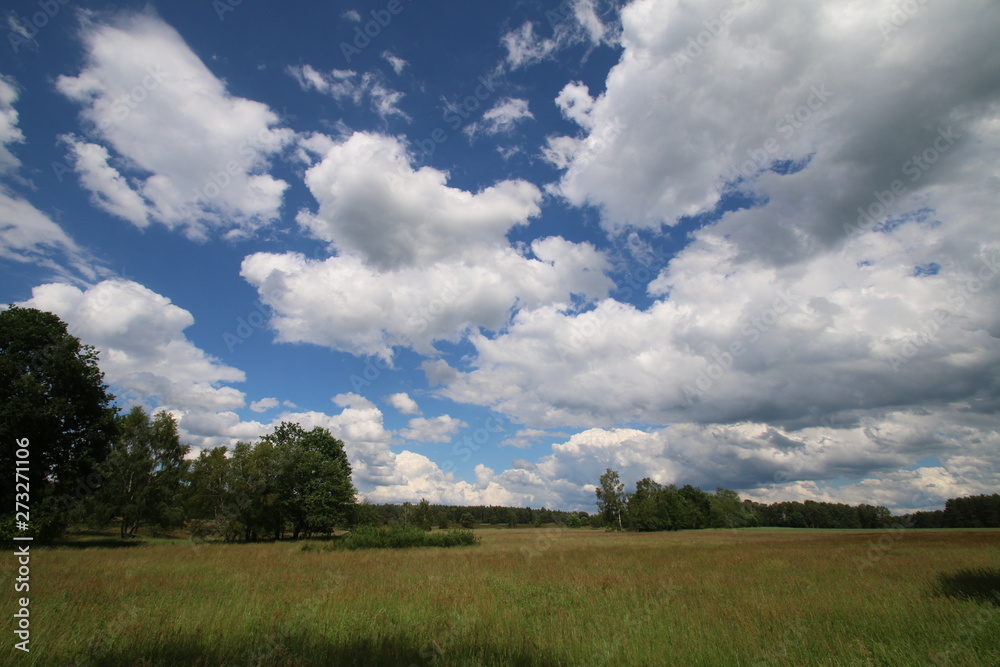 Wunderschöne Wolken über der Wildblumenwiese