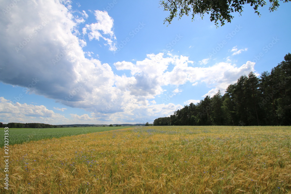 Obraz premium Große Kumuluswolken über einen Roggenfeld
