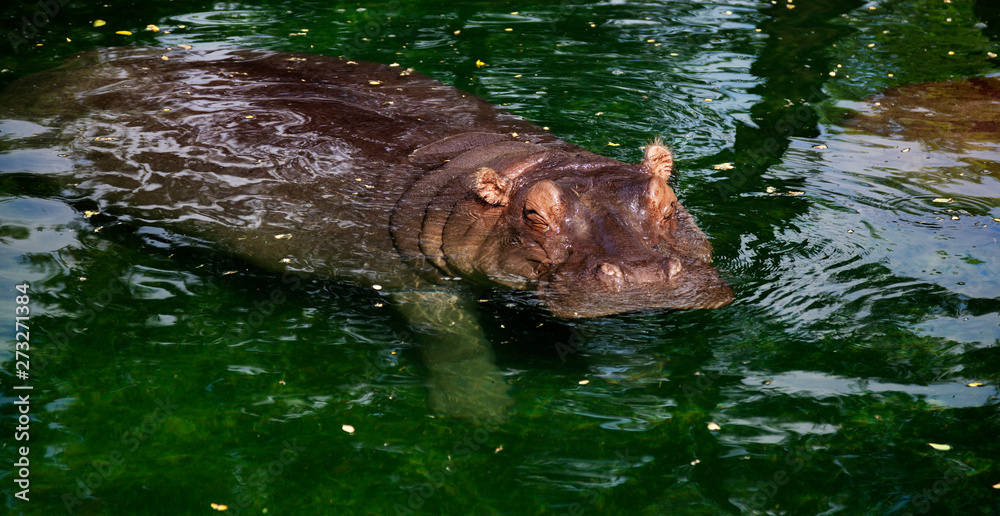 Fototapeta premium hippo comes up from water