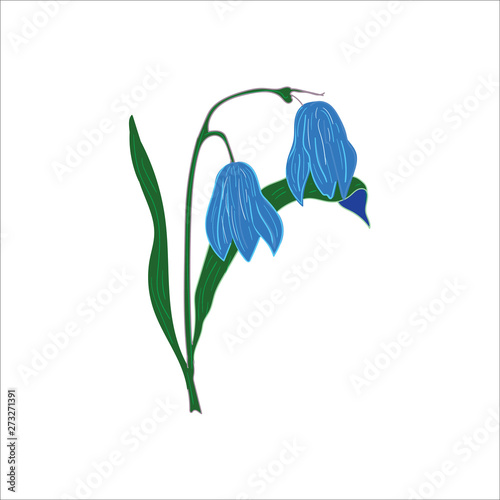 Blue spring flowers on a white background.