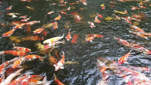 Koi fish, Fancy Carp are swimming.